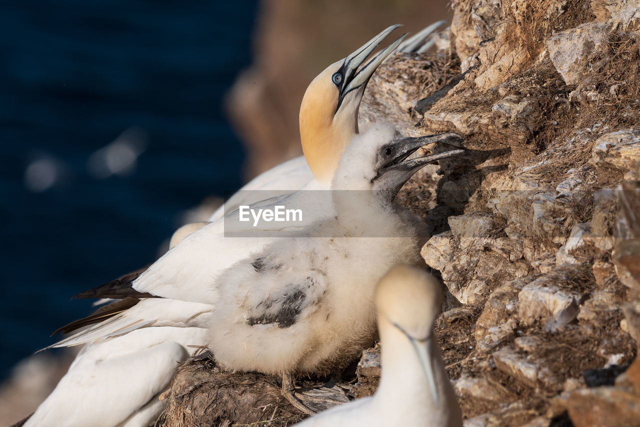 CLOSE-UP OF SEAGULL FEEDING ON BIRD