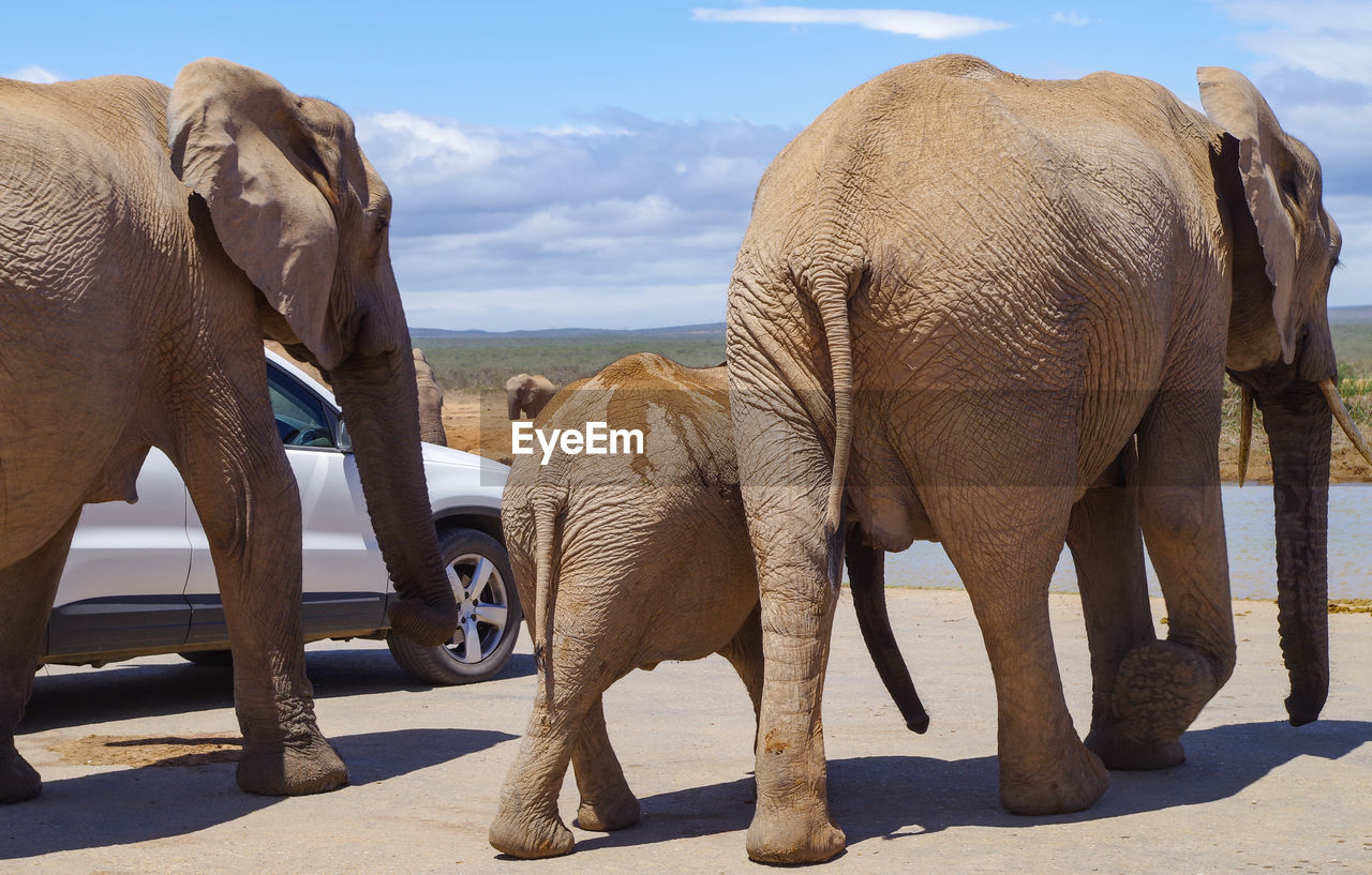 Elephants in the nature reserve in national park south africa