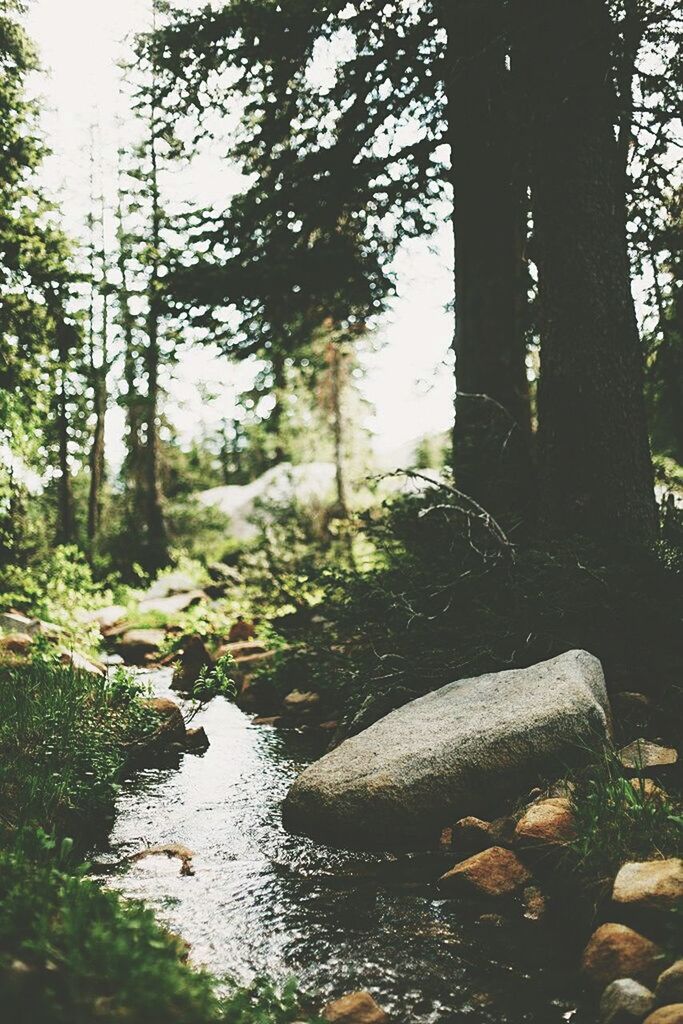 VIEW OF STREAM IN FOREST