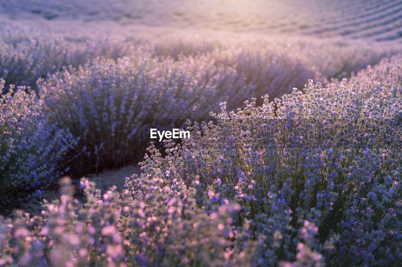 Purple flowering plants on field, blooming lavender and sunlight