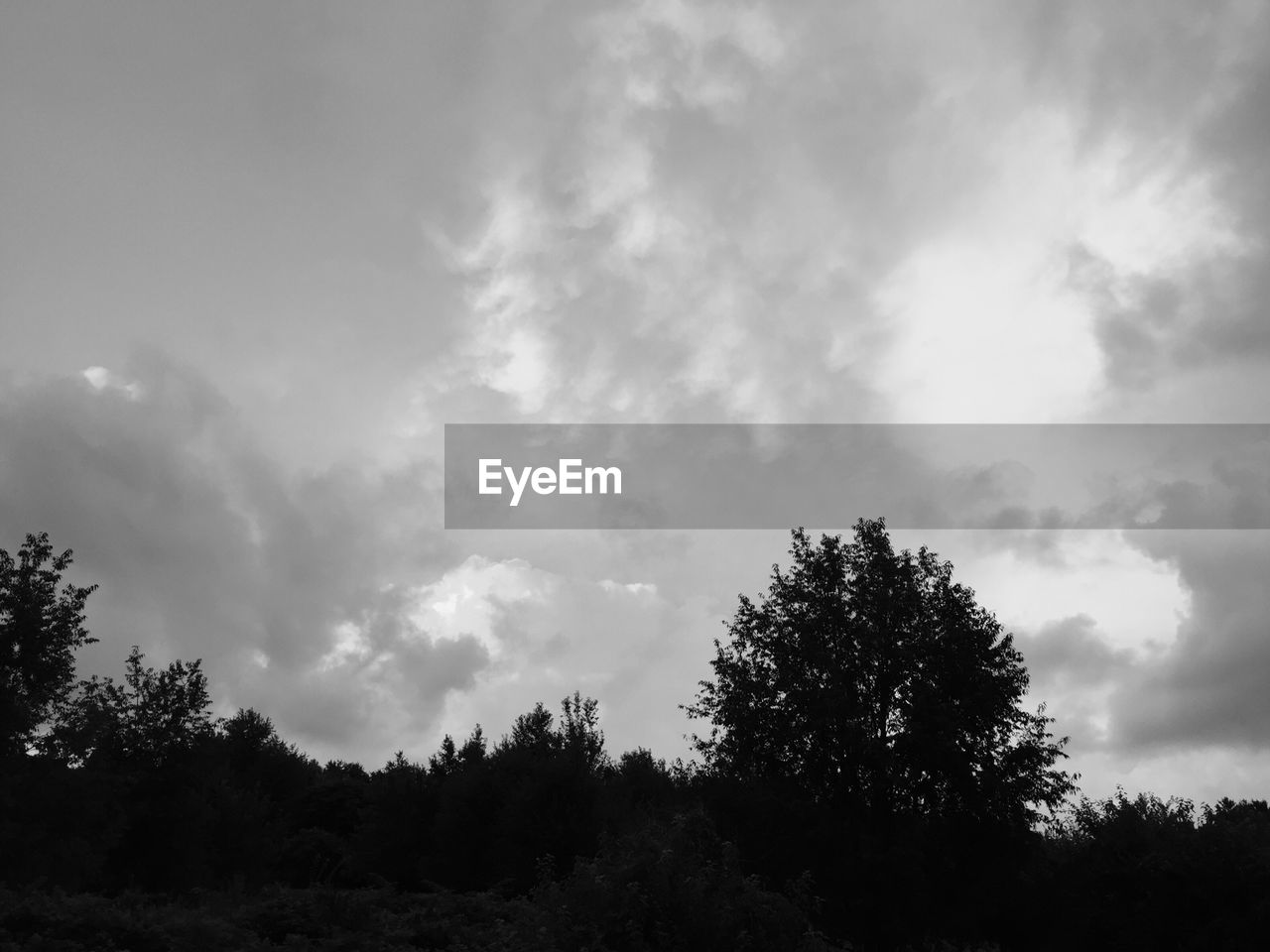 LOW ANGLE VIEW OF TREES AGAINST SKY