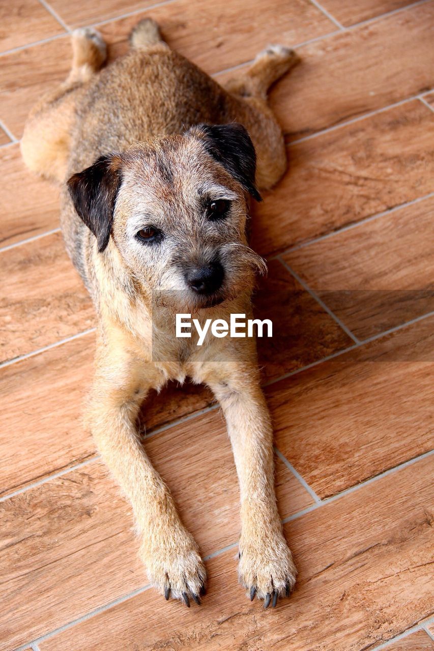 Portrait of dog relaxing on wooden floor