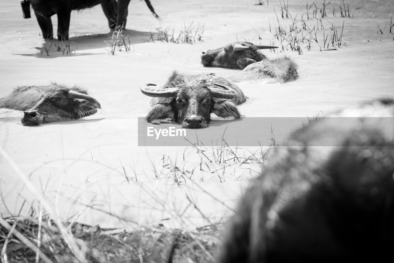 Water buffaloes swimming in lake