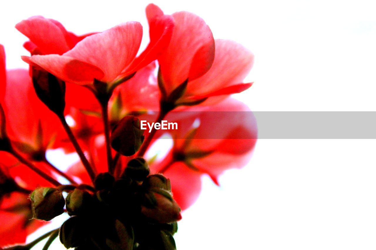 Close-up of red flower