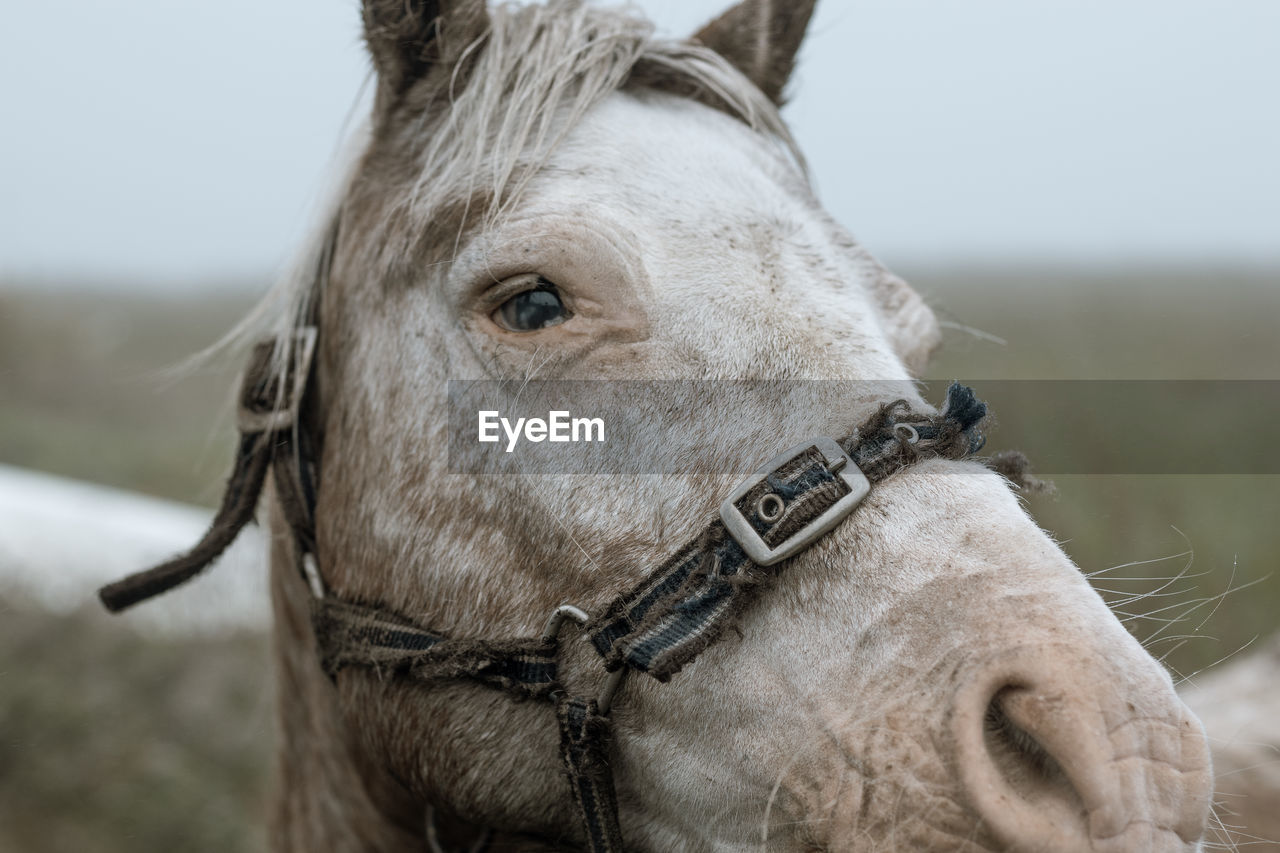 Close-up of horse horse pony eyes snout in haze fog foggy