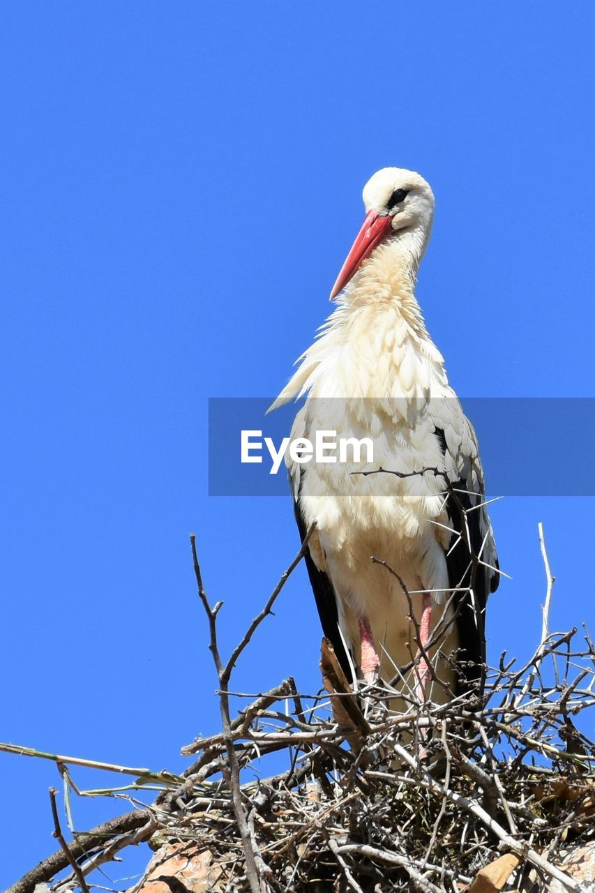Low angle view of bird perching on nest against blue sky
