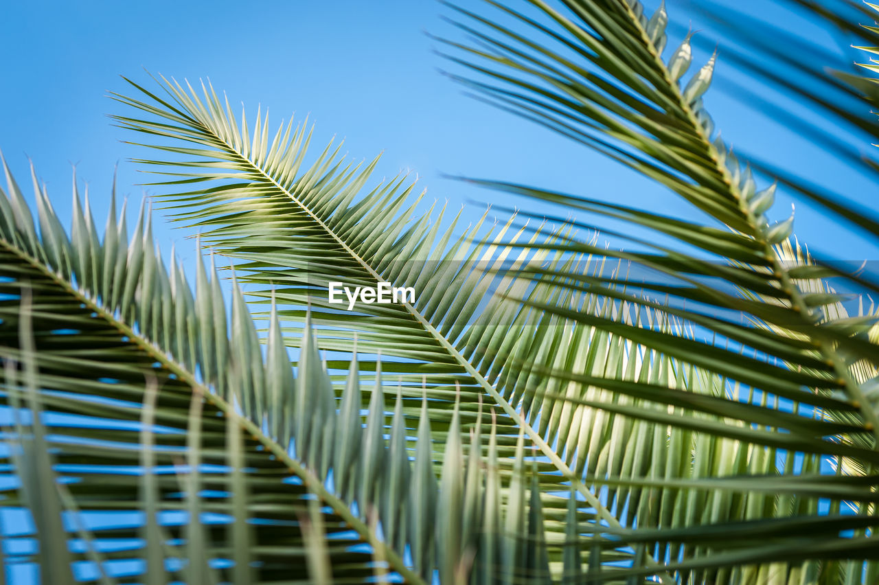 Low angle view of palm trees against sky