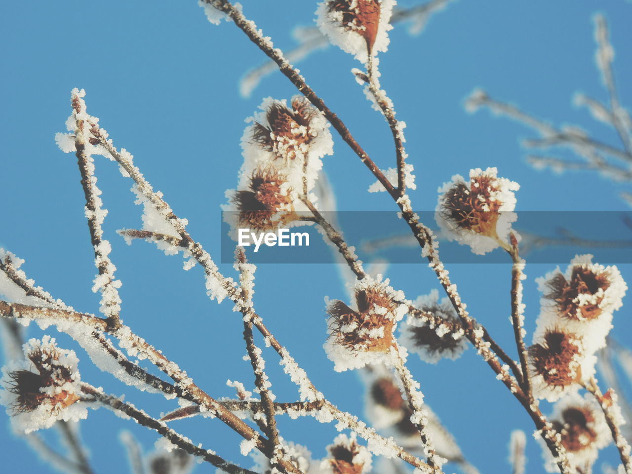 Low angle view of frosted plant against clear blue sky
