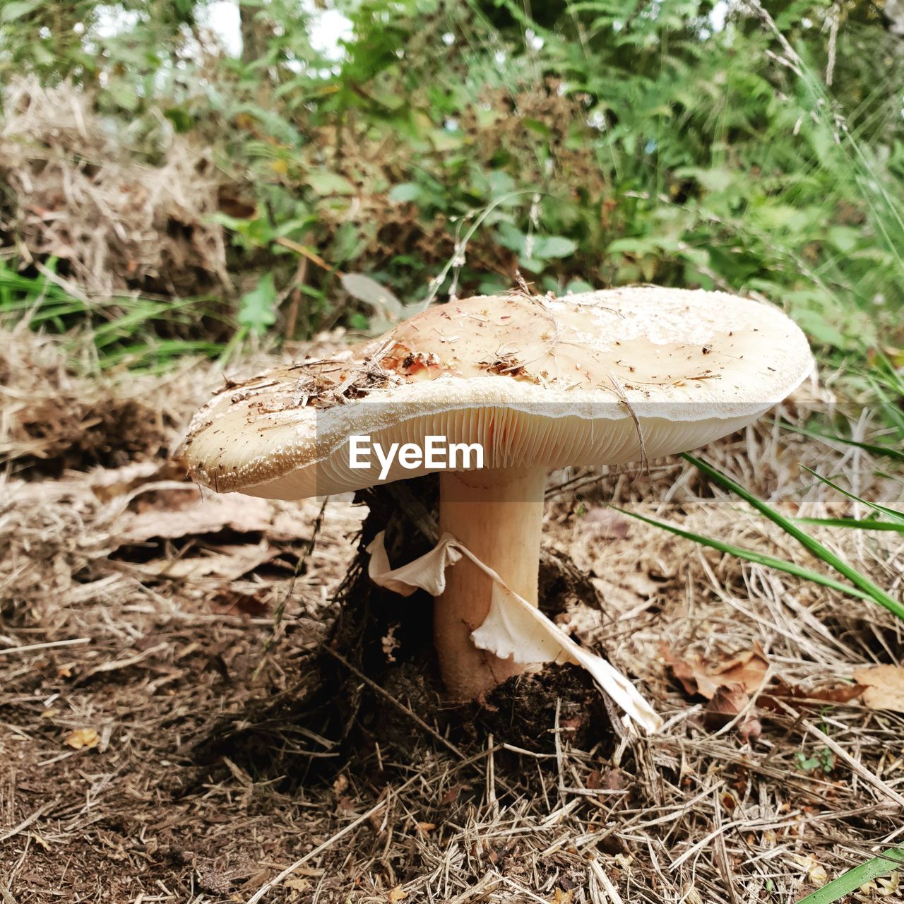 CLOSE-UP OF MUSHROOM GROWING ON GROUND