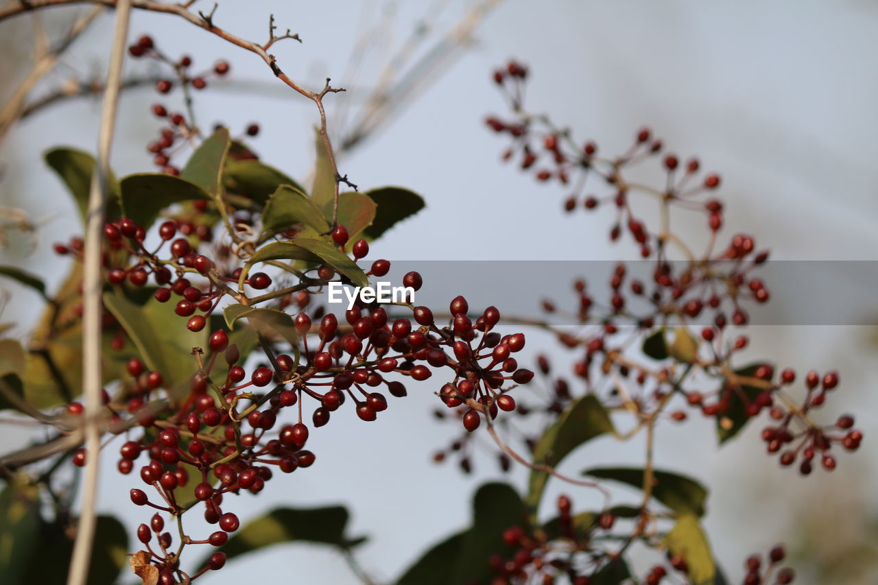 Low angle view of flowering plant against tree