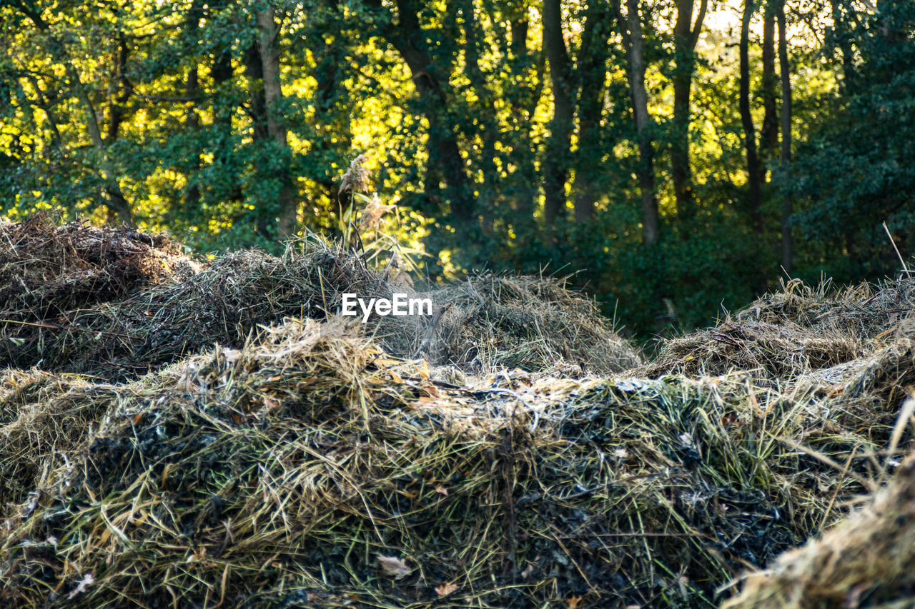 SCENIC VIEW OF FOREST