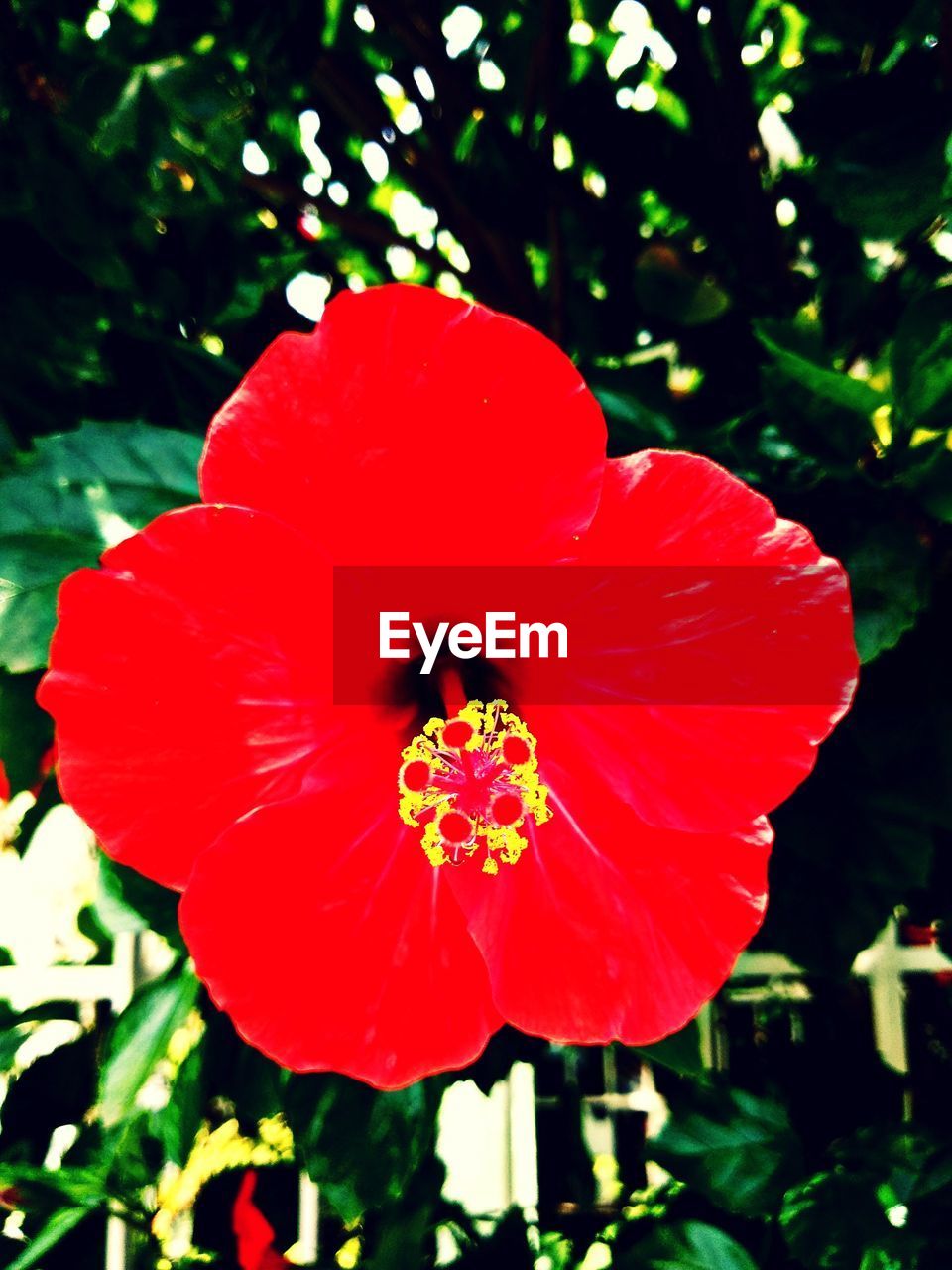 CLOSE-UP OF RED FLOWERING PLANT