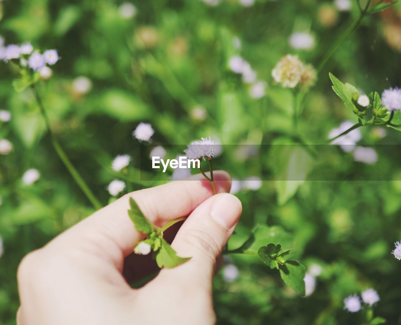 Close-up of hand holding small flowers