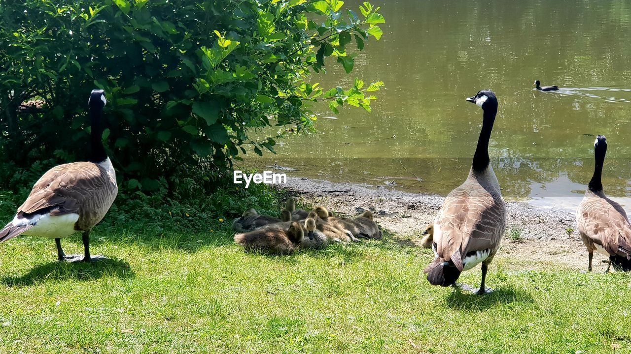 VIEW OF BIRDS IN PARK