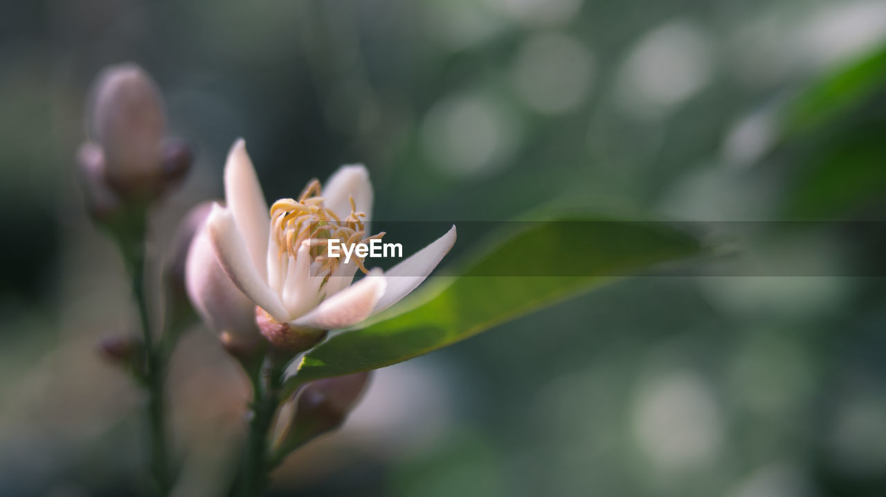 Close-up of pink flowers blooming outdoors