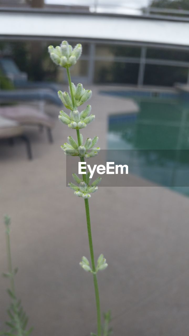 CLOSE-UP VIEW OF PLANT IN GREENHOUSE