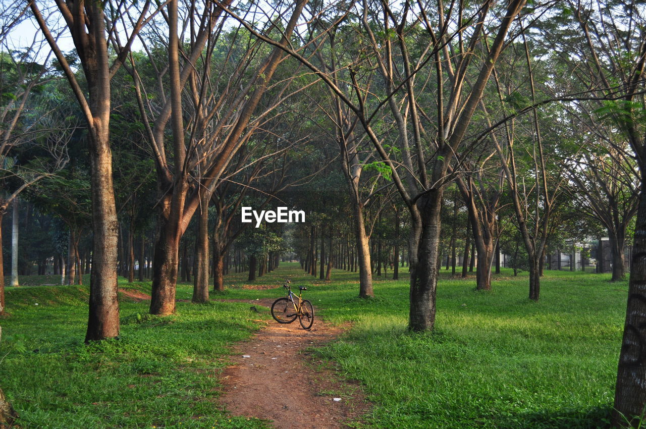 Bicycle parked amidst trees on dirt road