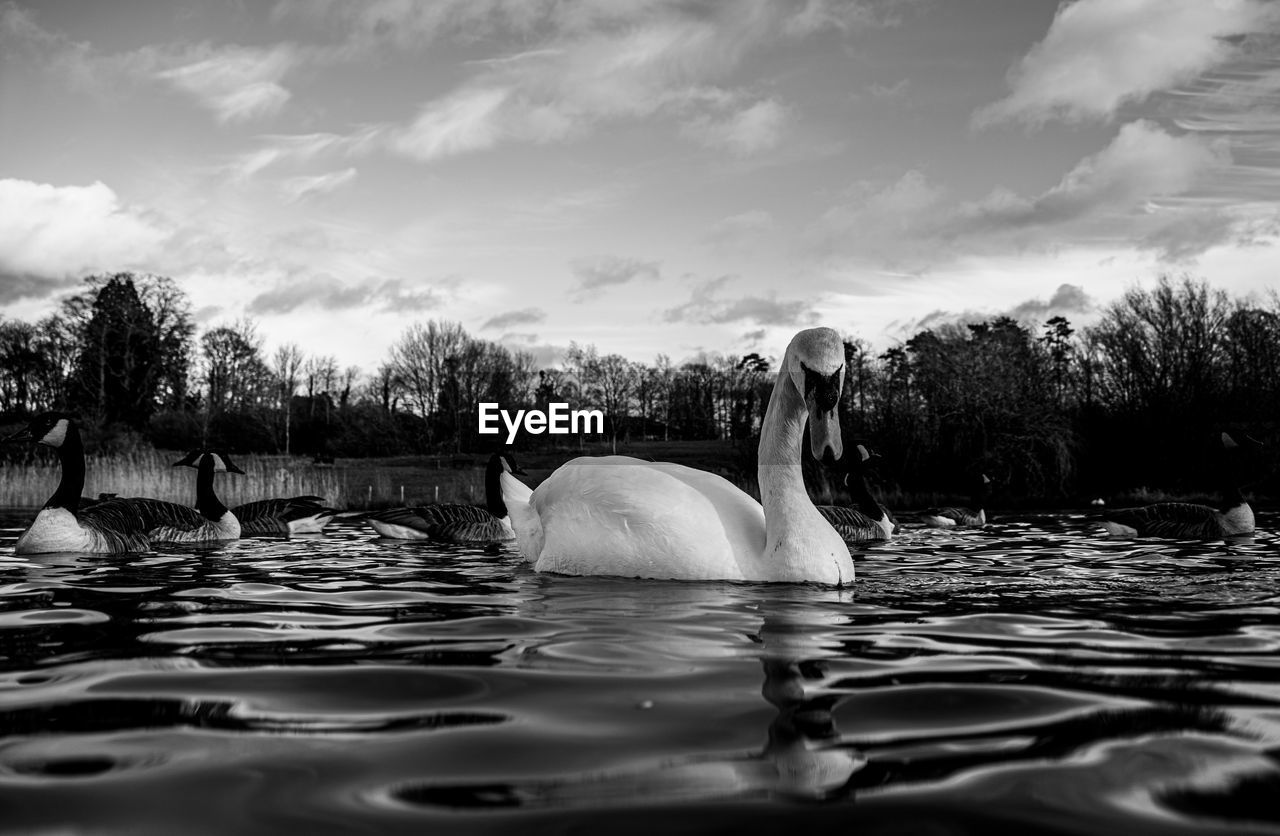 Black and white monochrome mute swan swans pair low-level water side view macro animal background