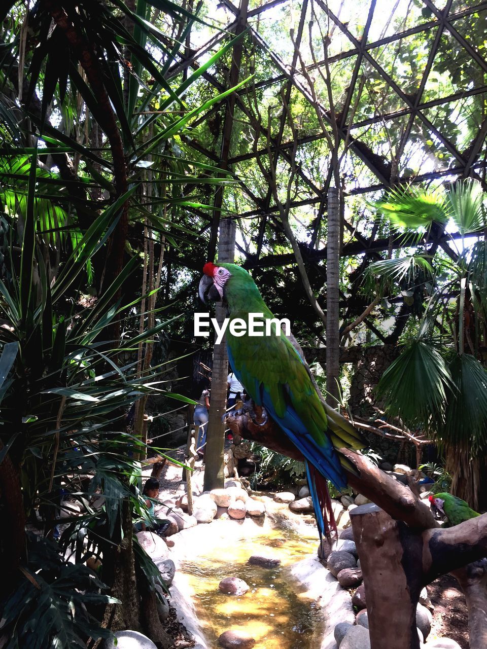 VIEW OF BIRD PERCHING ON TREE IN FOREST