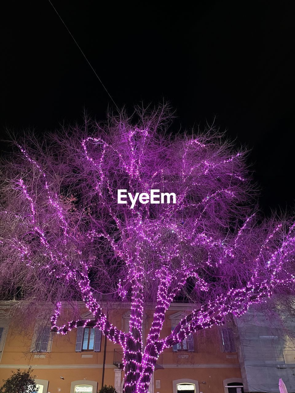 LOW ANGLE VIEW OF FIREWORKS AGAINST ILLUMINATED TREES