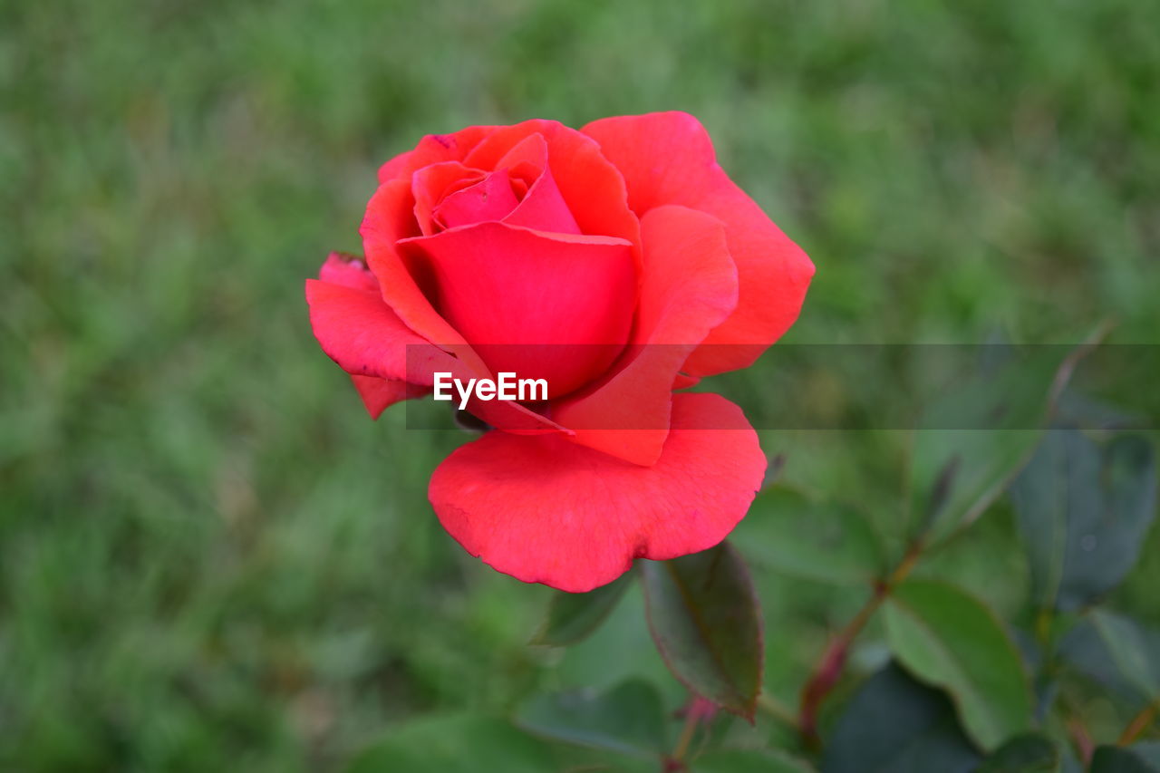 Close-up of red rose