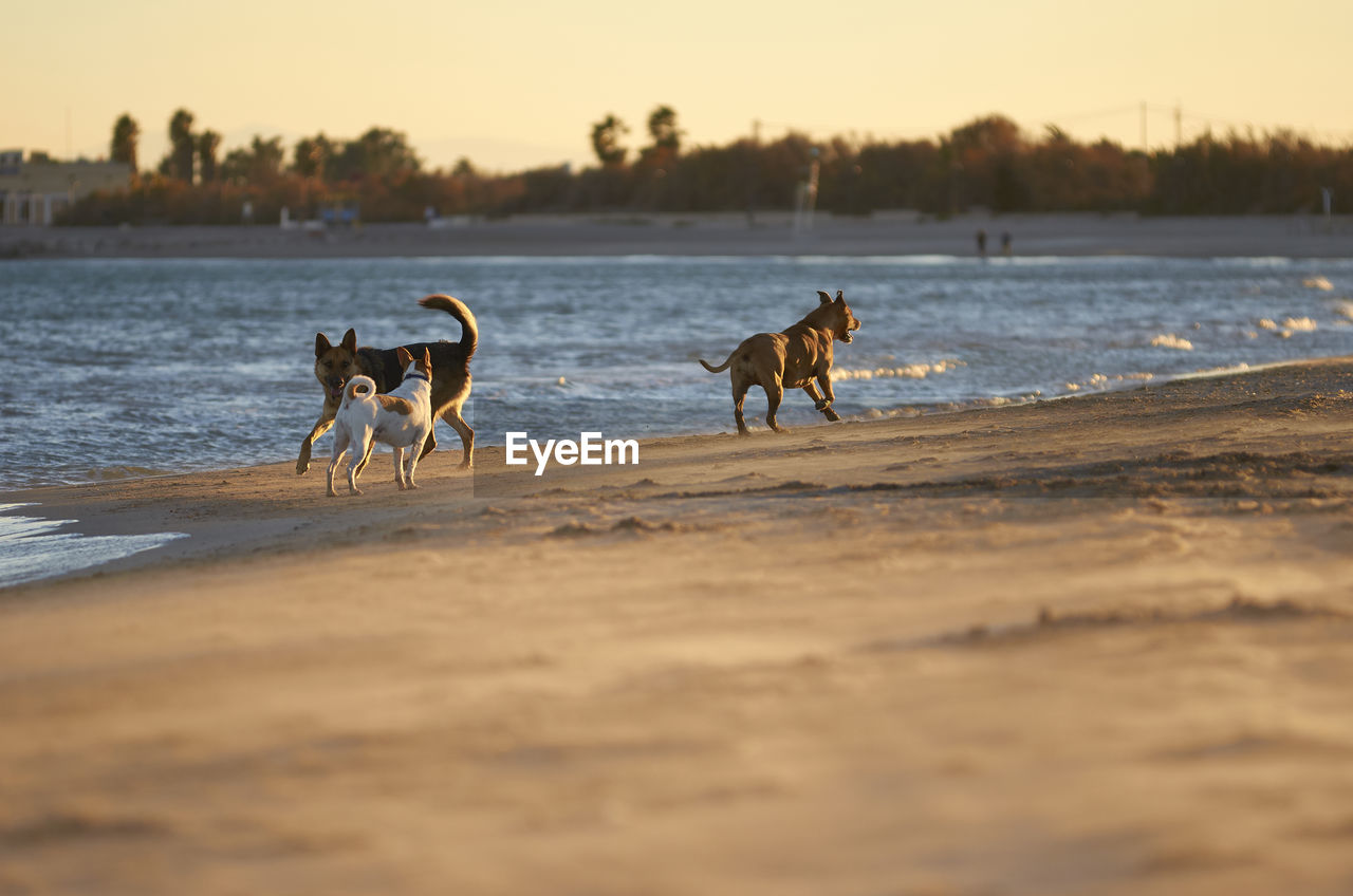 HORSES AT BEACH