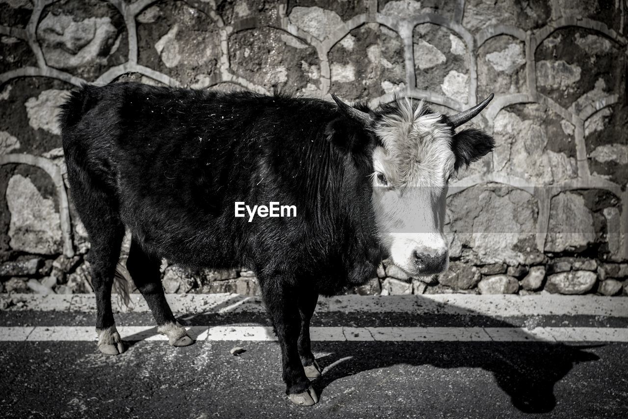 animal, animal themes, mammal, domestic animals, cattle, one animal, bull, livestock, black and white, pet, monochrome, no people, black, day, standing, wall - building feature, monochrome photography, nature, animal wildlife, ox, outdoors, horned, domestic cattle, full length, sunlight