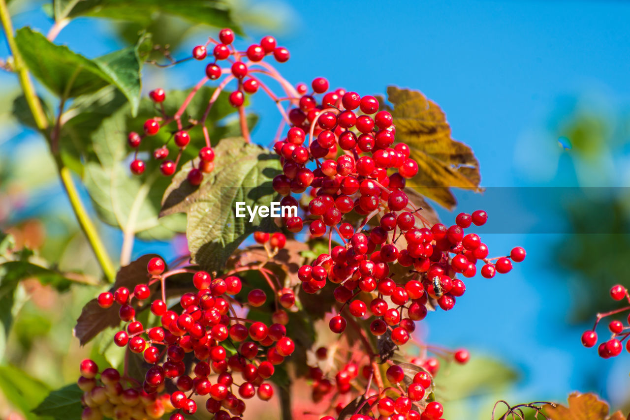 RED BERRIES ON TREE