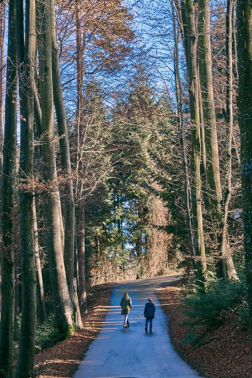 REAR VIEW OF PEOPLE WALKING ON ROAD AMIDST BARE TREES IN FOREST