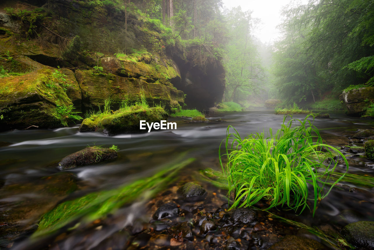 Scenic view of river amidst trees in forest