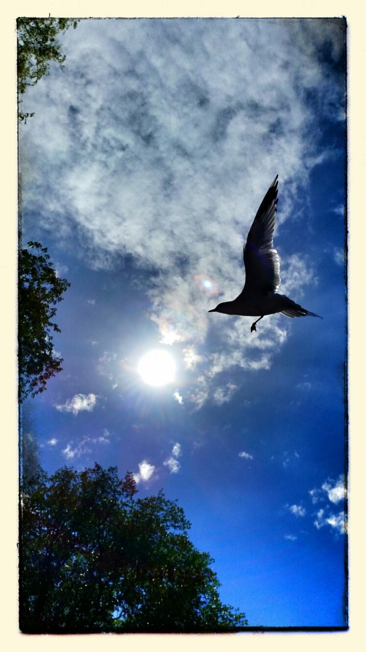 LOW ANGLE VIEW OF BIRD FLYING IN SKY