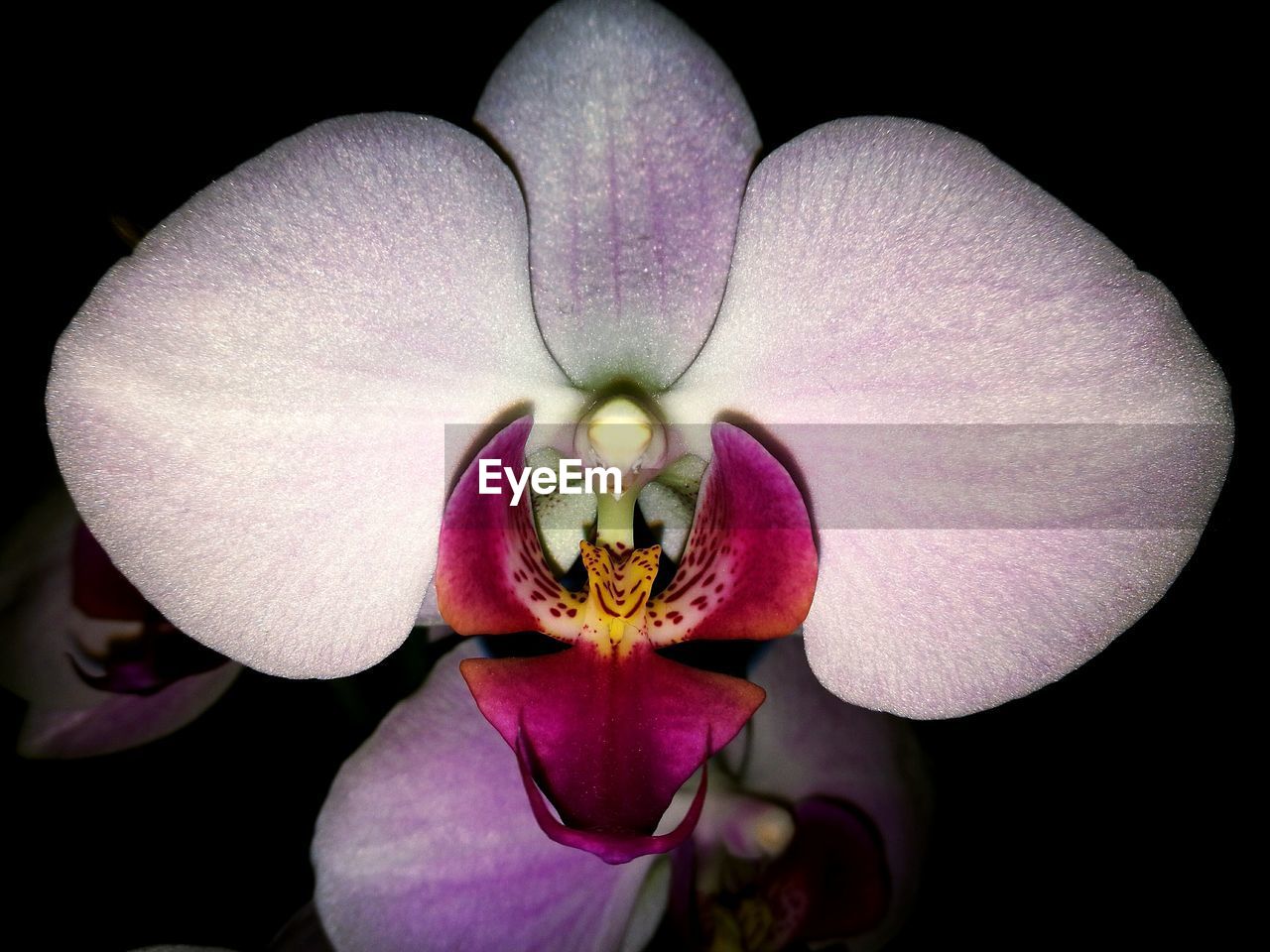 CLOSE-UP OF ORCHID