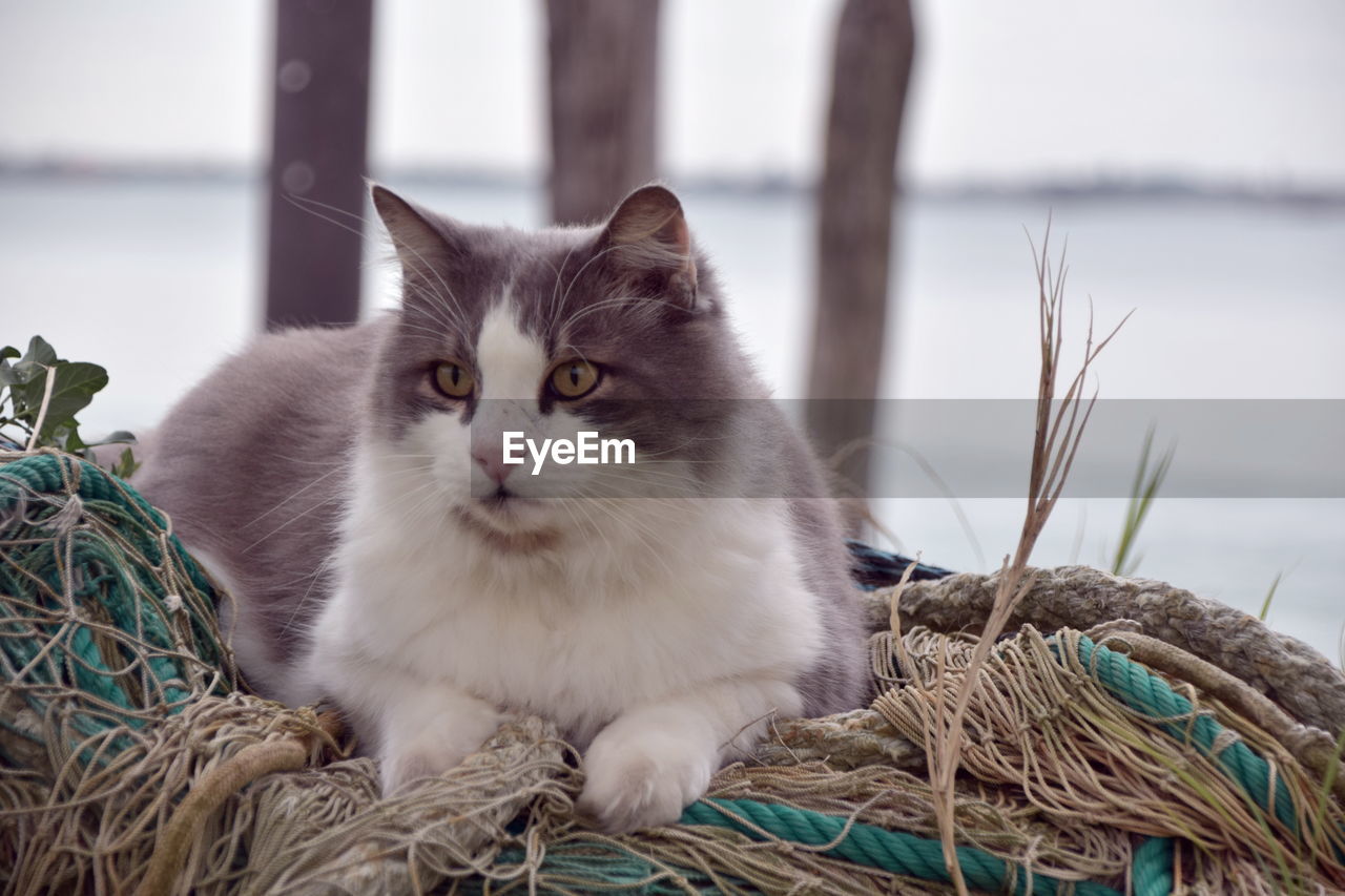 CLOSE-UP OF CAT SITTING OUTDOORS