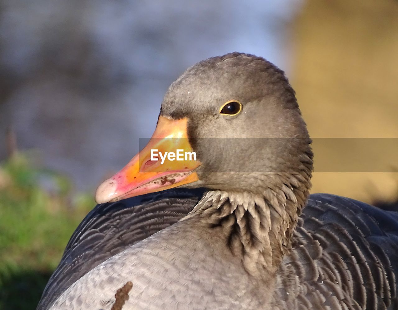 CLOSE-UP OF EAGLE