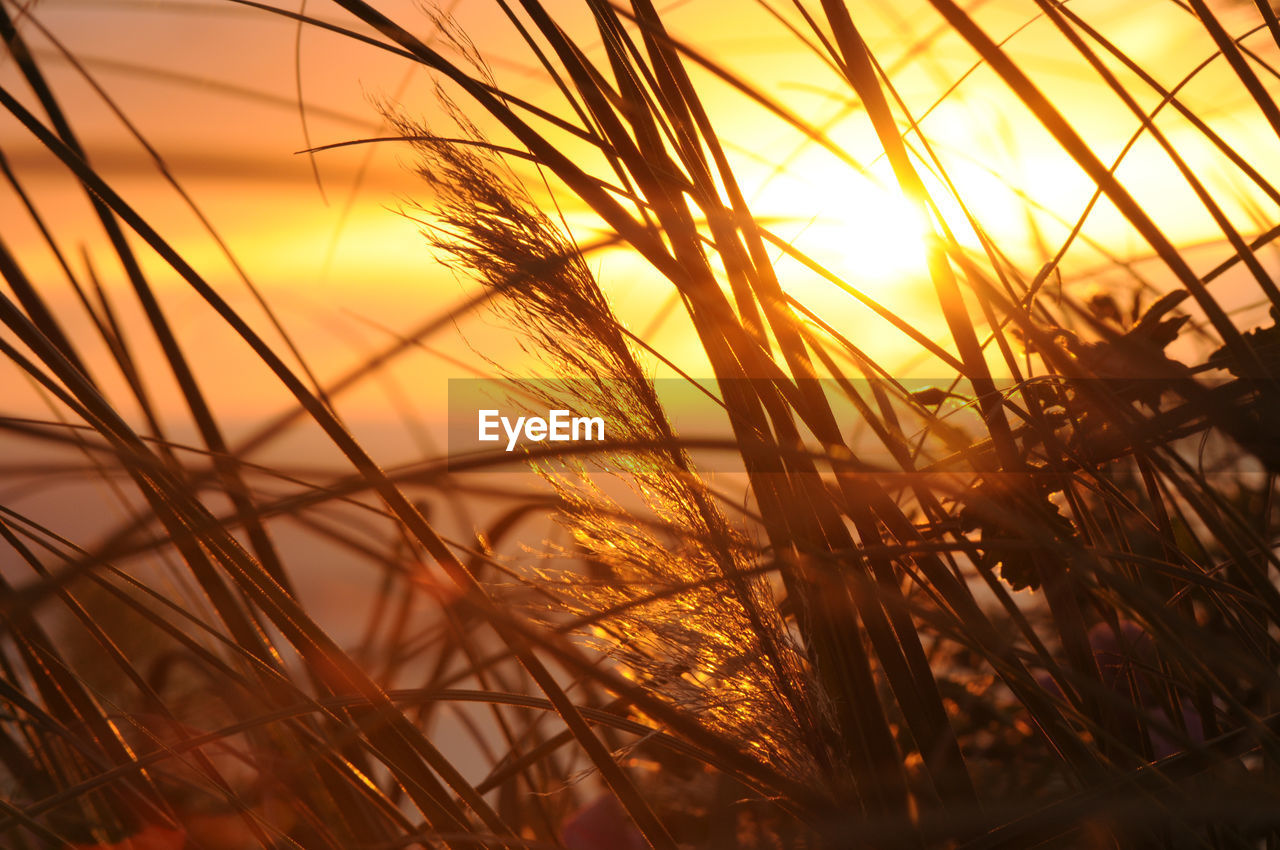 Full frame of plant against sunset