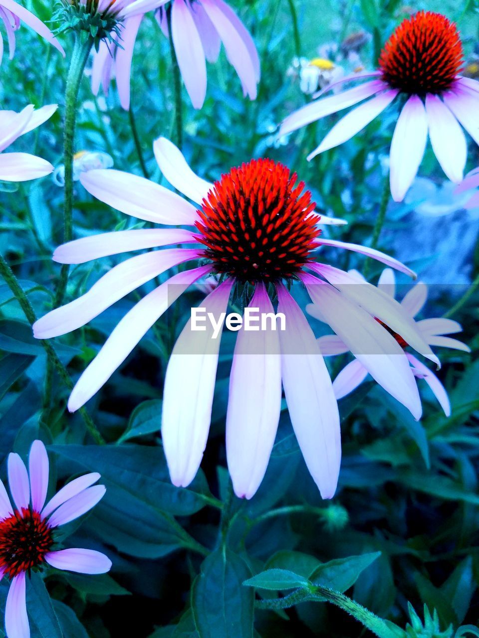 Close-up of coneflowers blooming outdoors