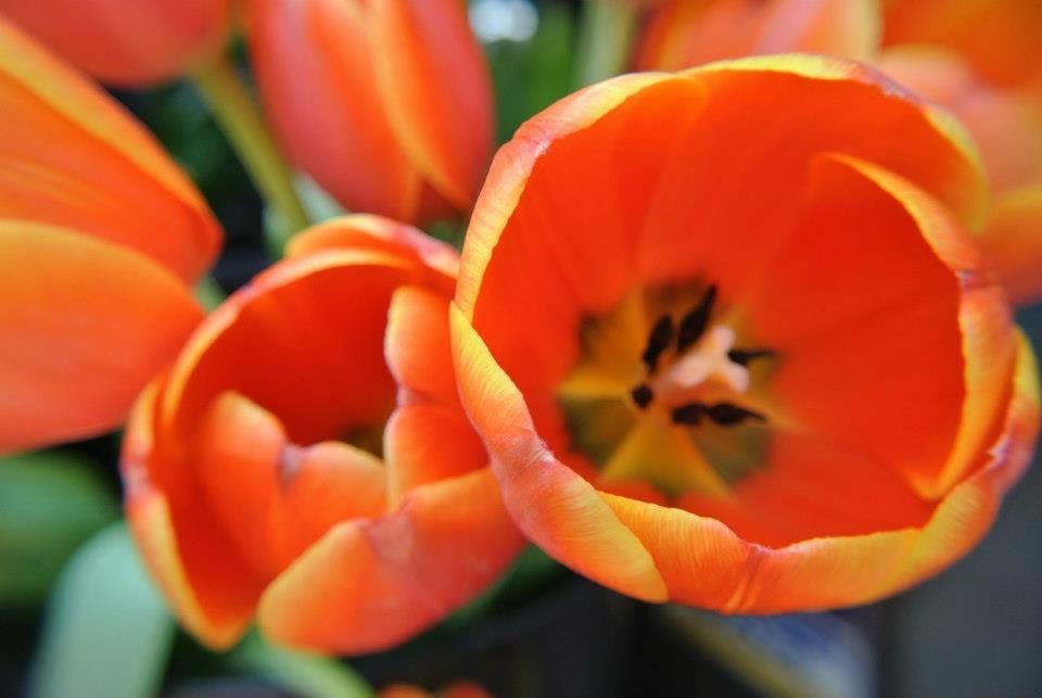 CLOSE-UP OF RED TULIPS BLOOMING OUTDOORS