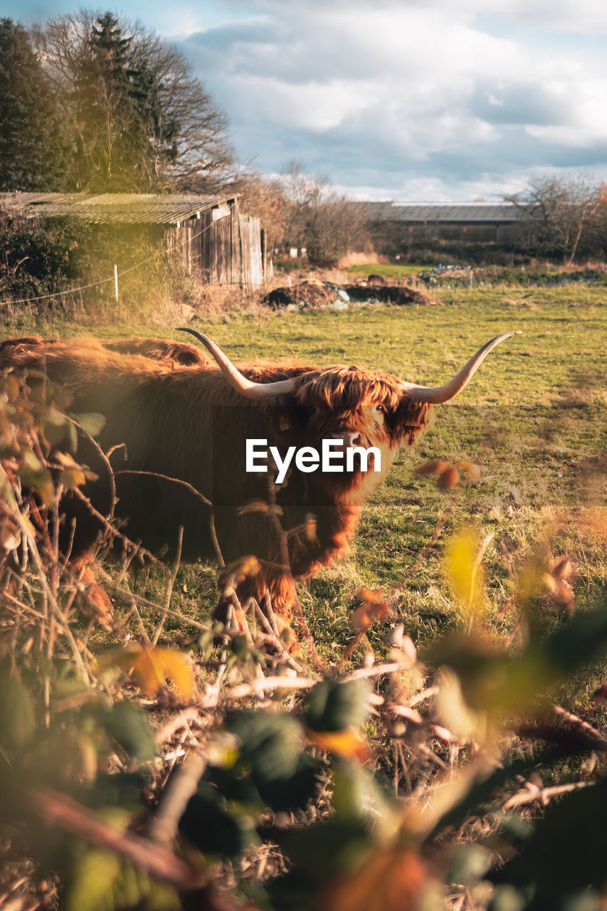 Highland cow on the field