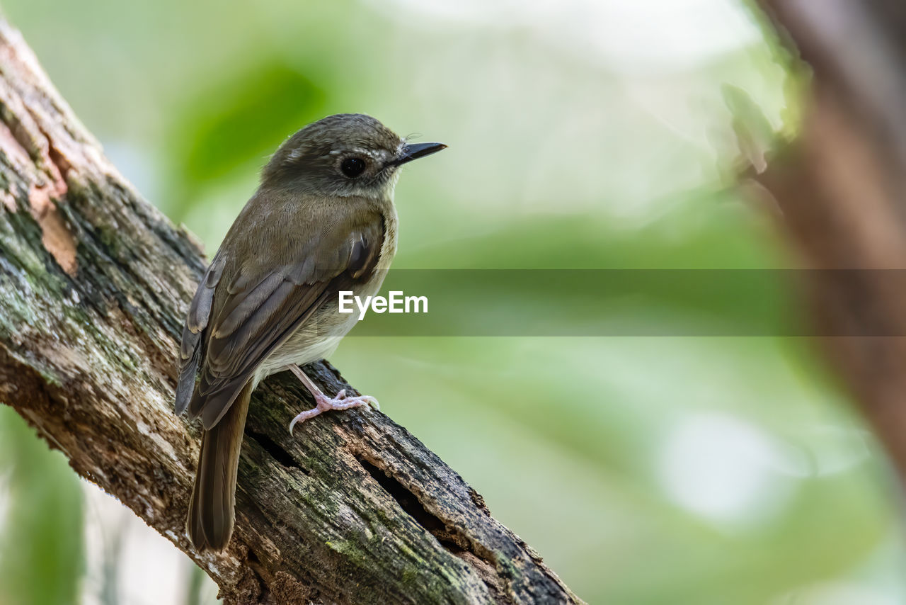 CLOSE-UP OF BIRD PERCHING ON A BRANCH