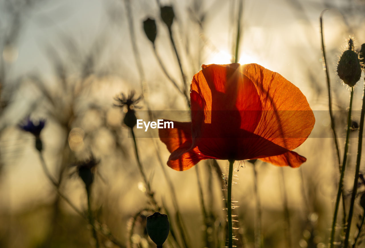 CLOSE-UP OF RED POPPY