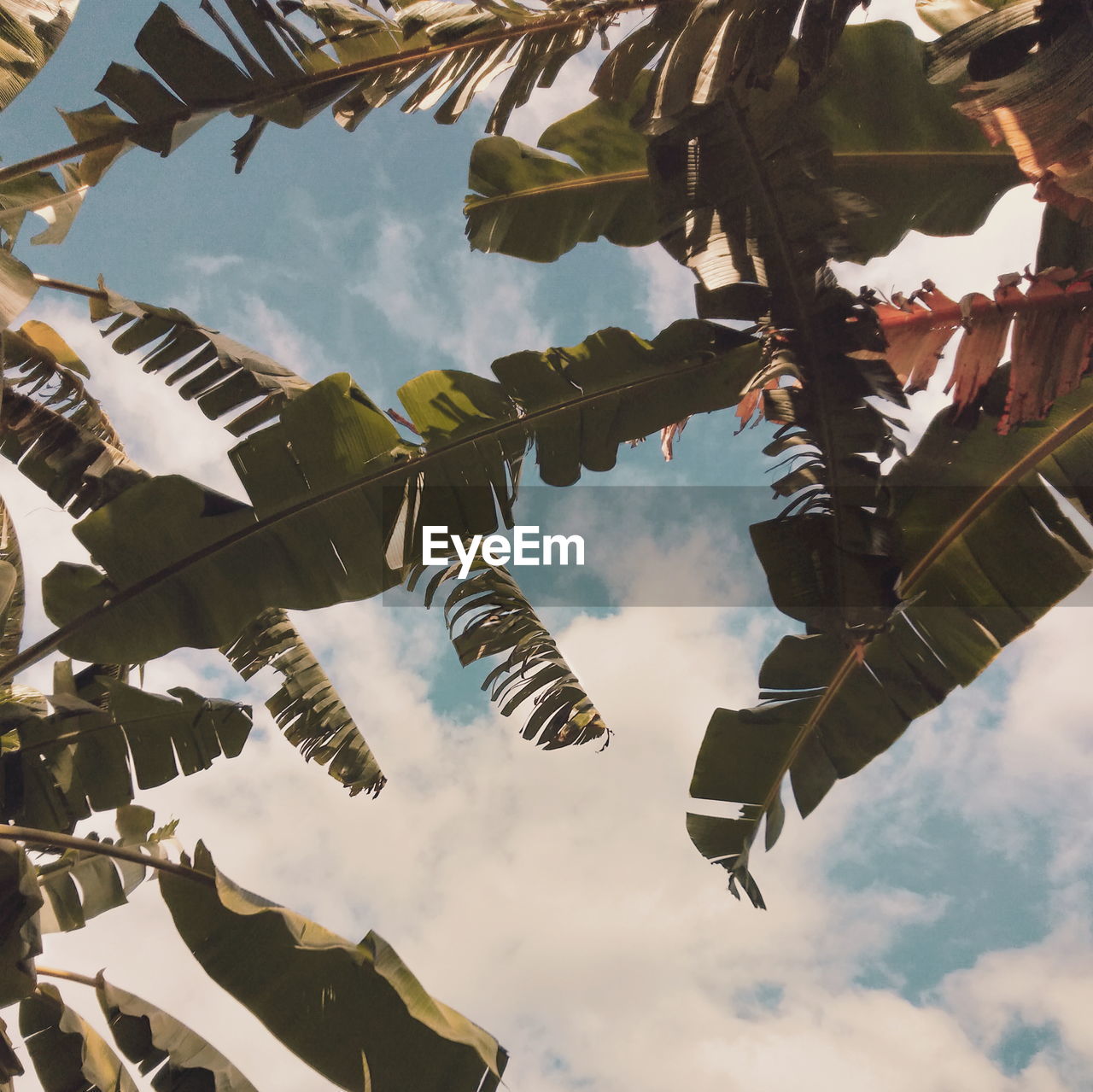 Low angle view of leaves hanging against sky