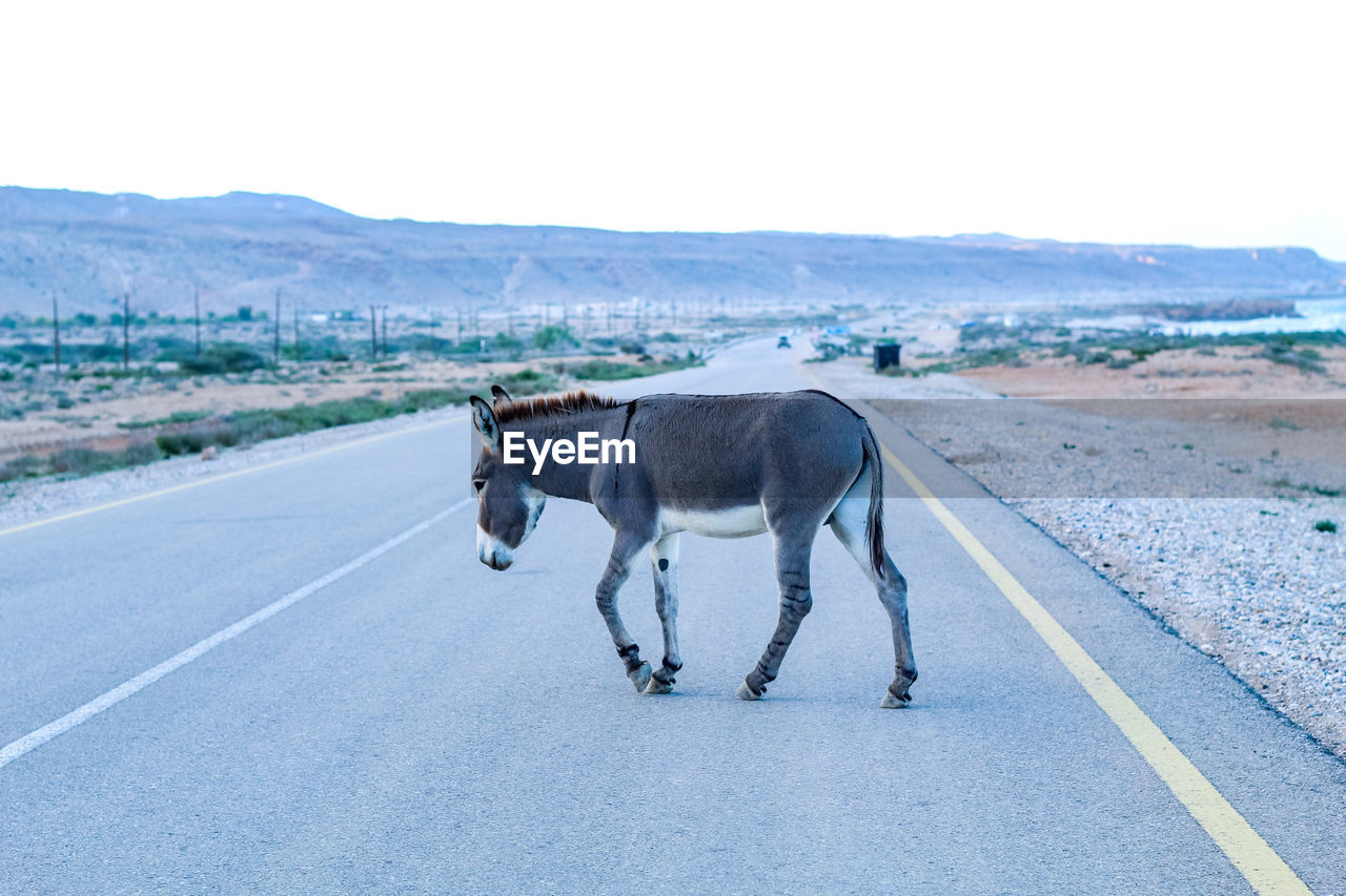 View of donkey on road