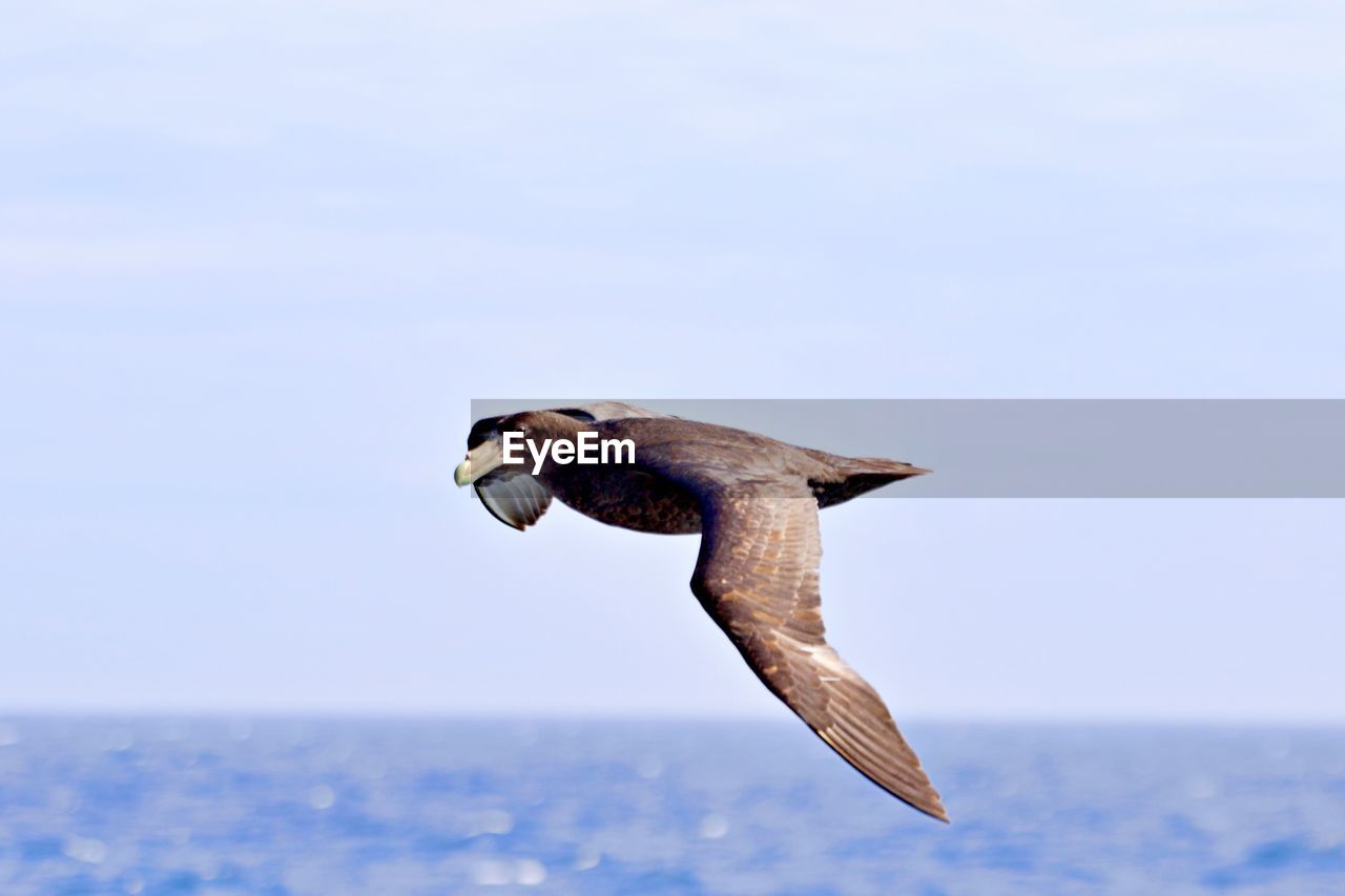 animal themes, animal, animal wildlife, wildlife, bird, one animal, flying, spread wings, nature, bird of prey, animal body part, sky, water, mid-air, no people, wing, sea, day, motion, beak, full length, outdoors, falcon, seabird, copy space, blue