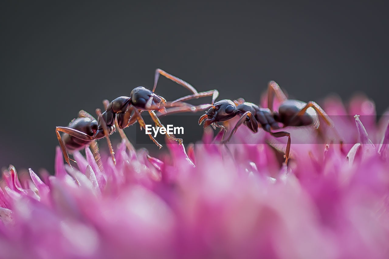 CLOSE-UP OF BUMBLEBEE ON PINK FLOWER