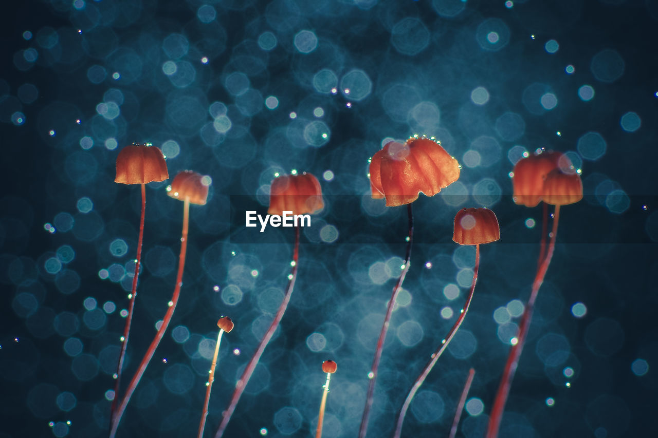 Close-up of water drops on flowers at night