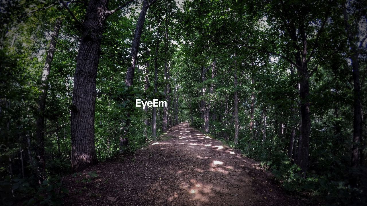 Street amidst trees in forest