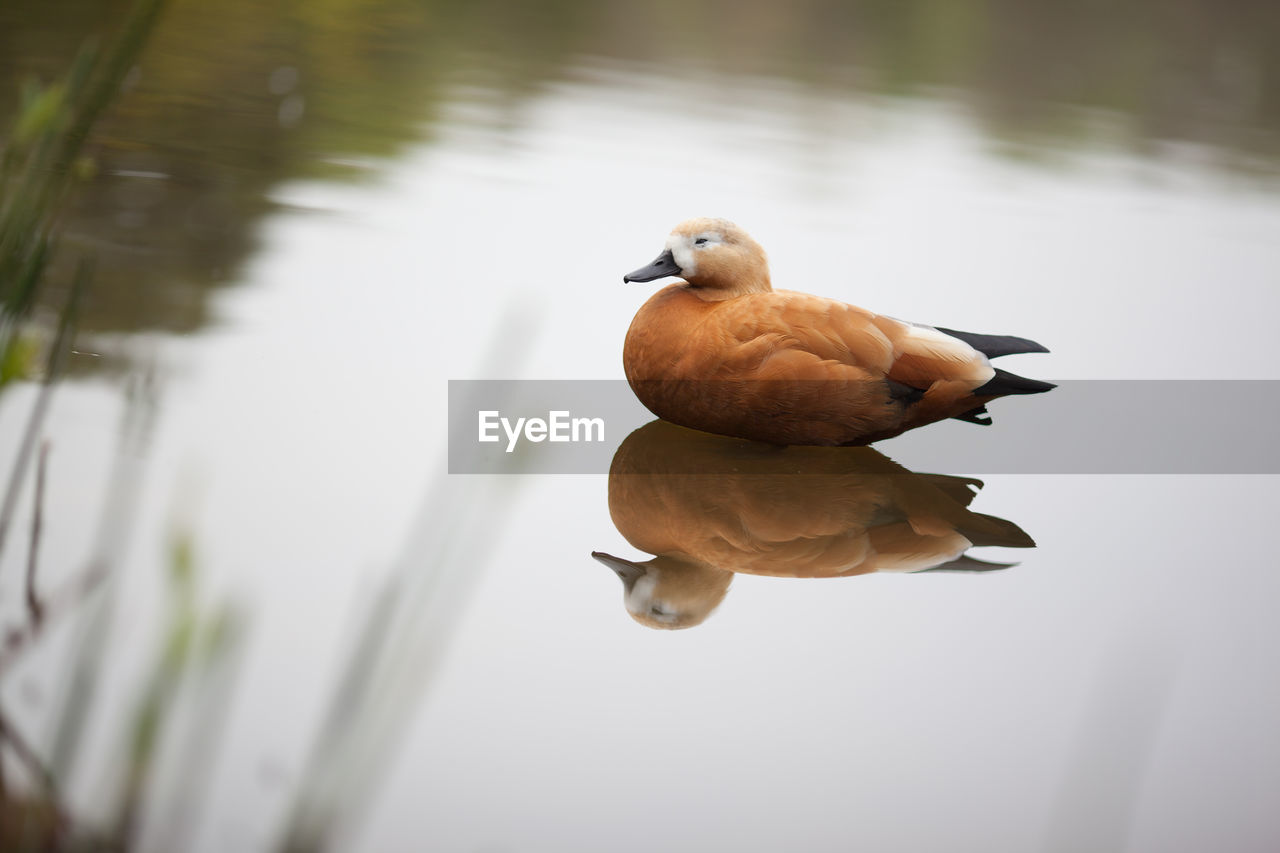 Brown duck on calm lake