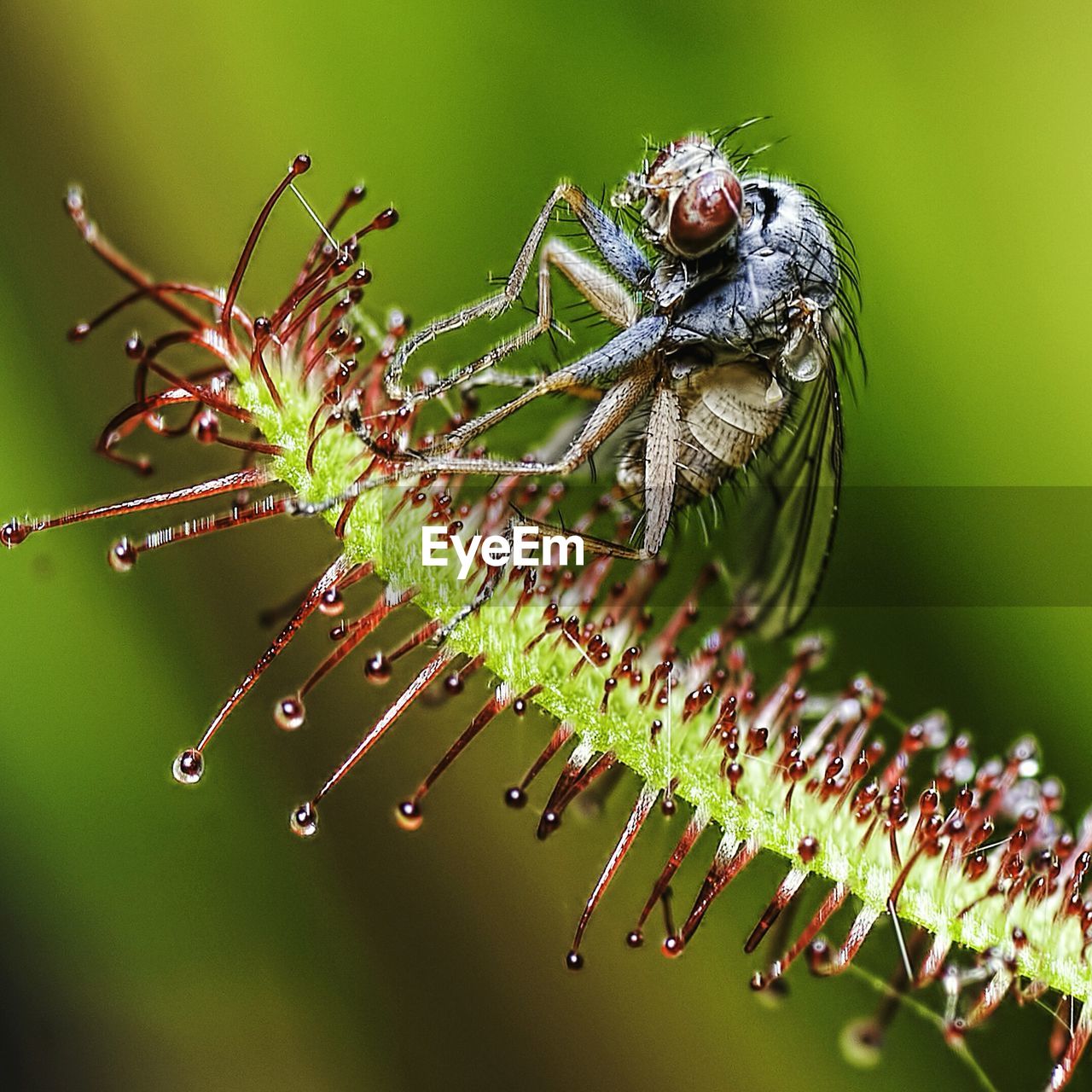 Mosquito caught by plant