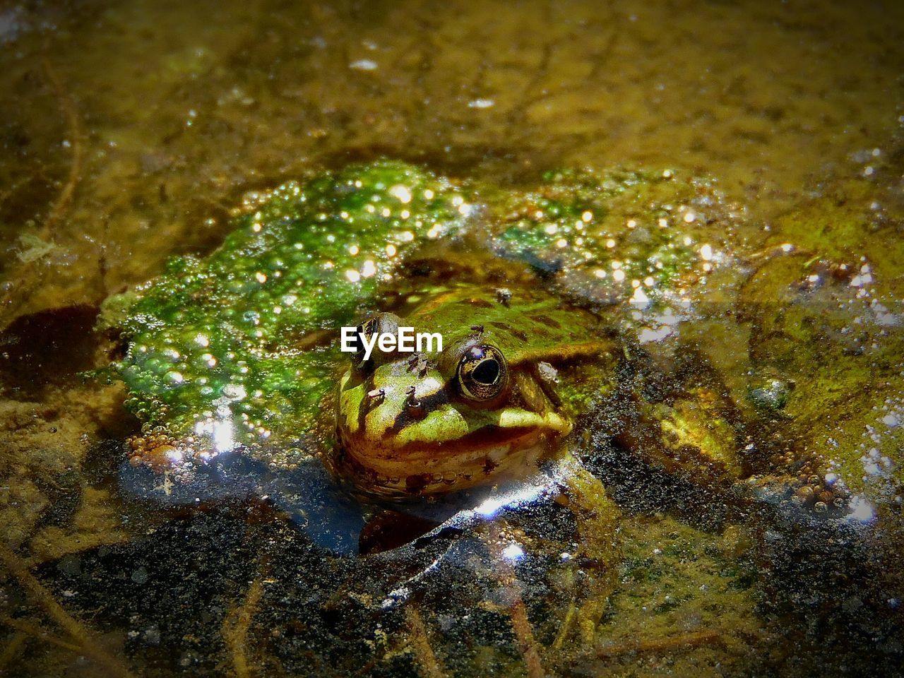 FROG SWIMMING IN POND