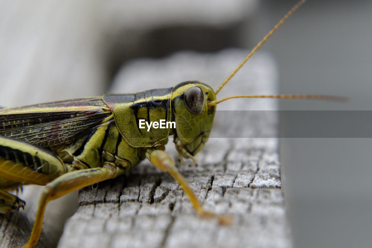 Close-up of grasshopper on wood